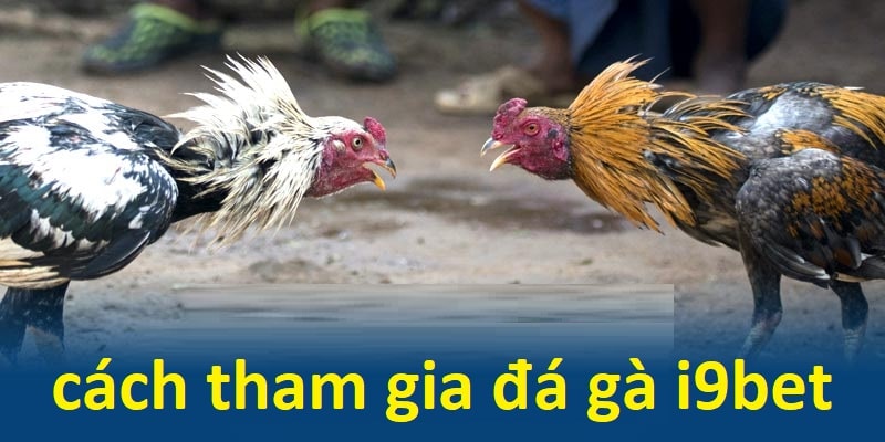 Cách để tín đồ đá gà tham gia nhanh nhất